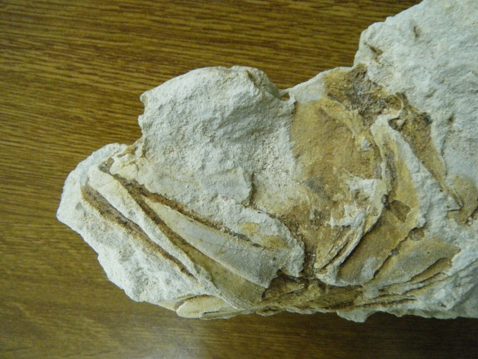 Fossile di pesce